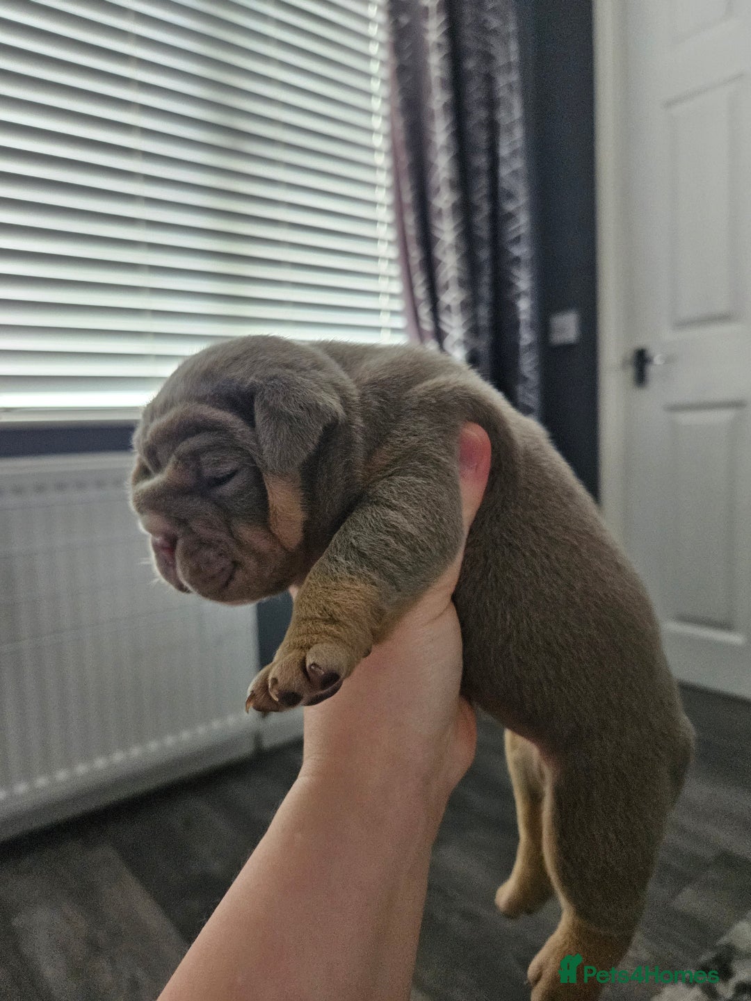 English Bulldog dogs for stud: kc british bulldog for stud in Lanark - Image 8