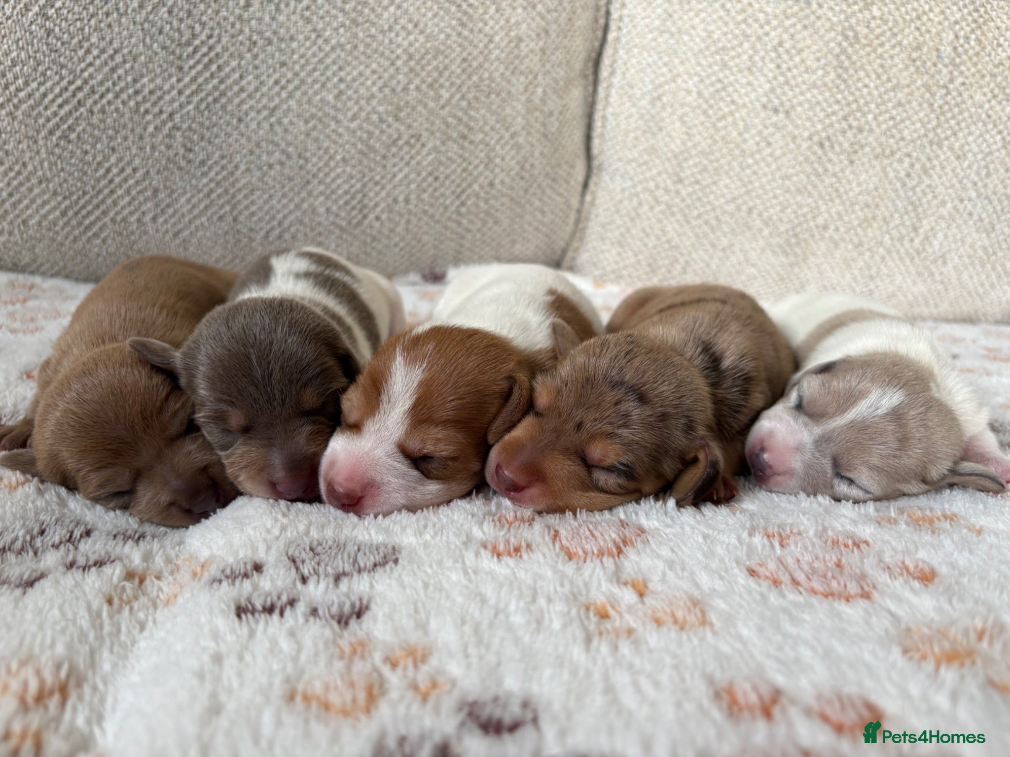 Miniature Dachshund dogs for sale: ⭐️💕miniature dachshund pups⭐️💕 - Advert 1