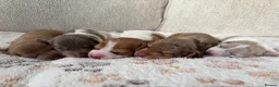 Miniature Dachshund dogs for sale: ⭐️💕miniature dachshund pups⭐️💕 - Advert 1