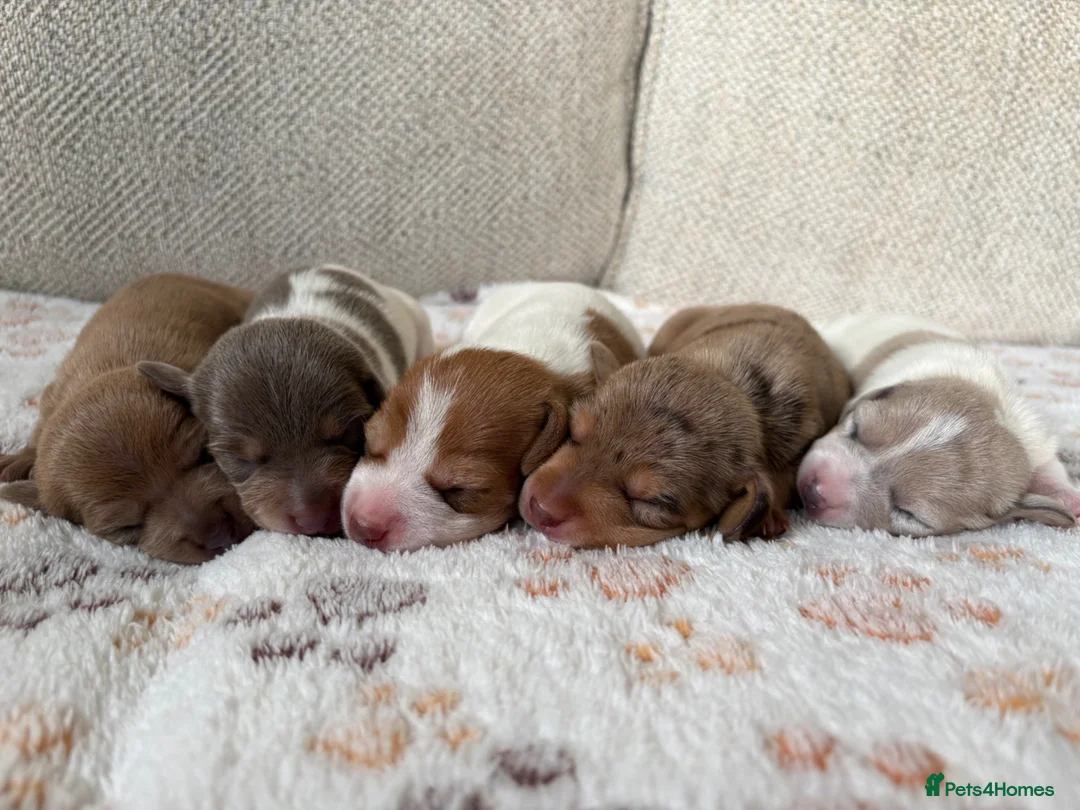 Miniature Dachshund dogs for sale: ⭐️💕miniature dachshund pups⭐️💕 - Advert 1