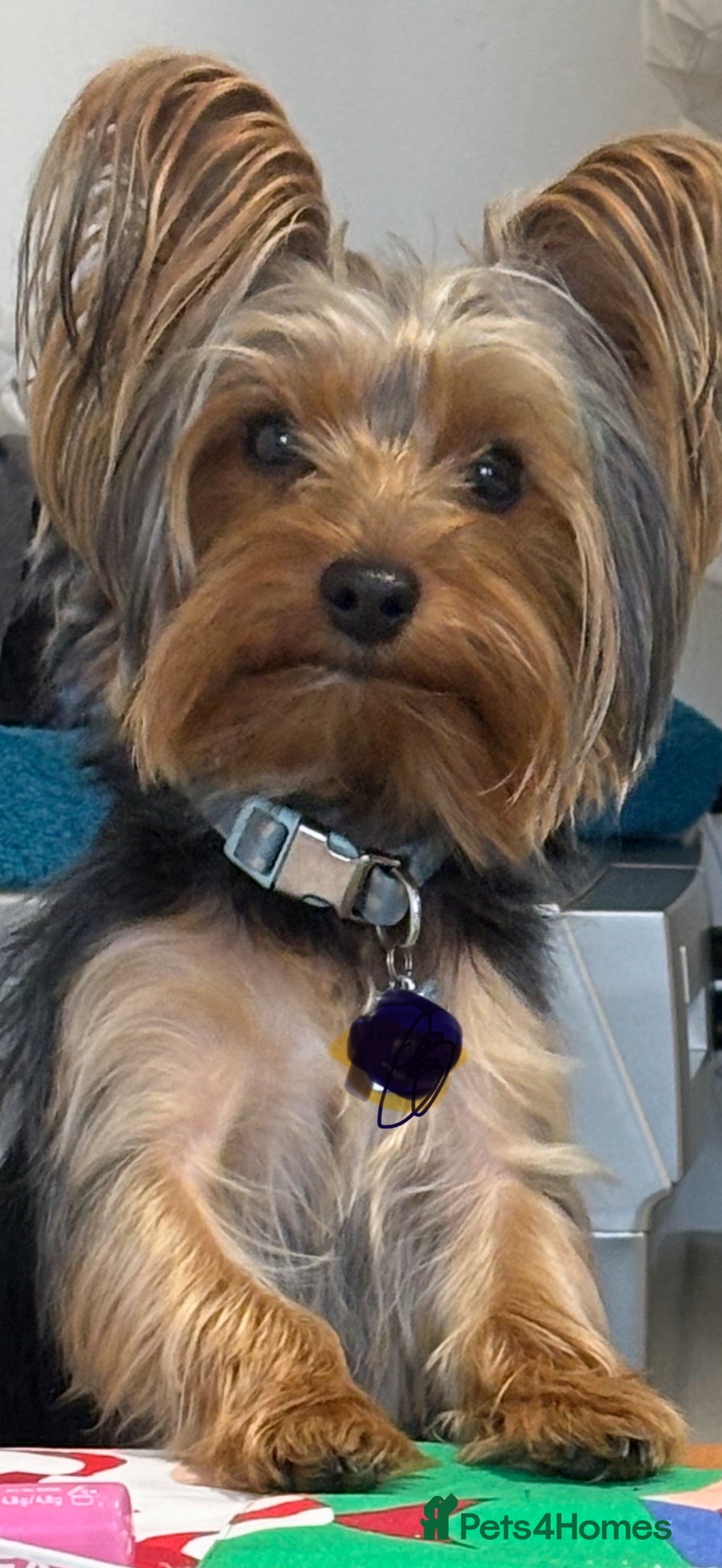 Yorkshire Terrier dogs 18 month old boy miniature Yorkshire terrier  - Advert 2