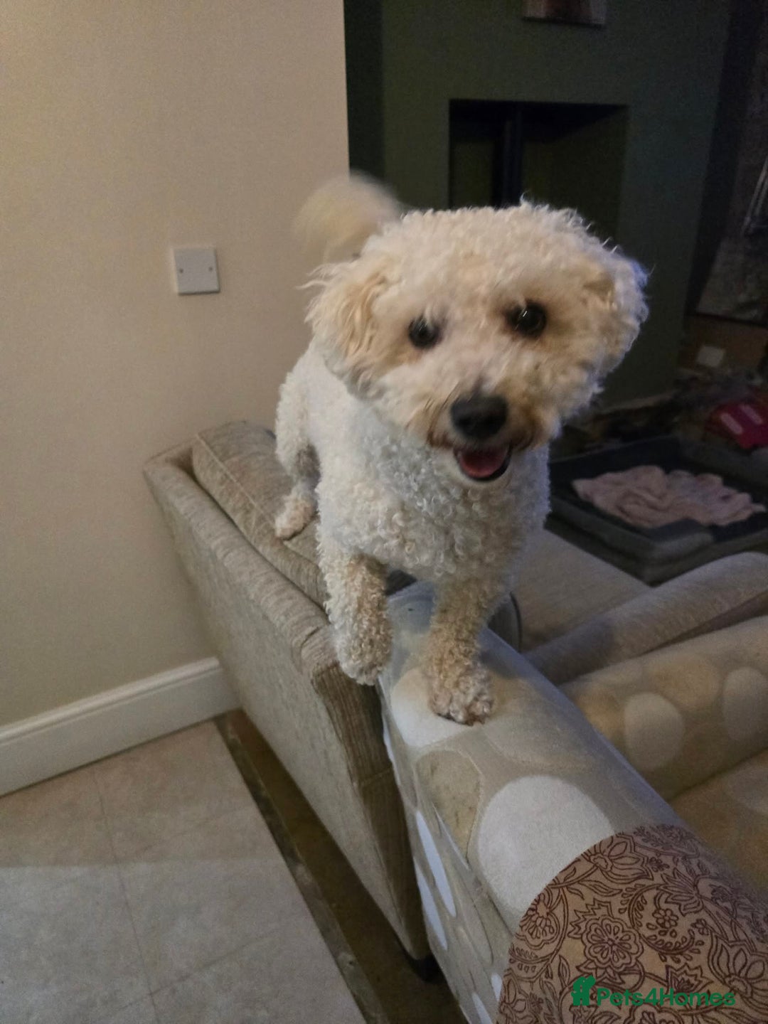 Mixed Breed dogs for adoption: DAISY & BILLY - BONDED PAIR  - Advert 6