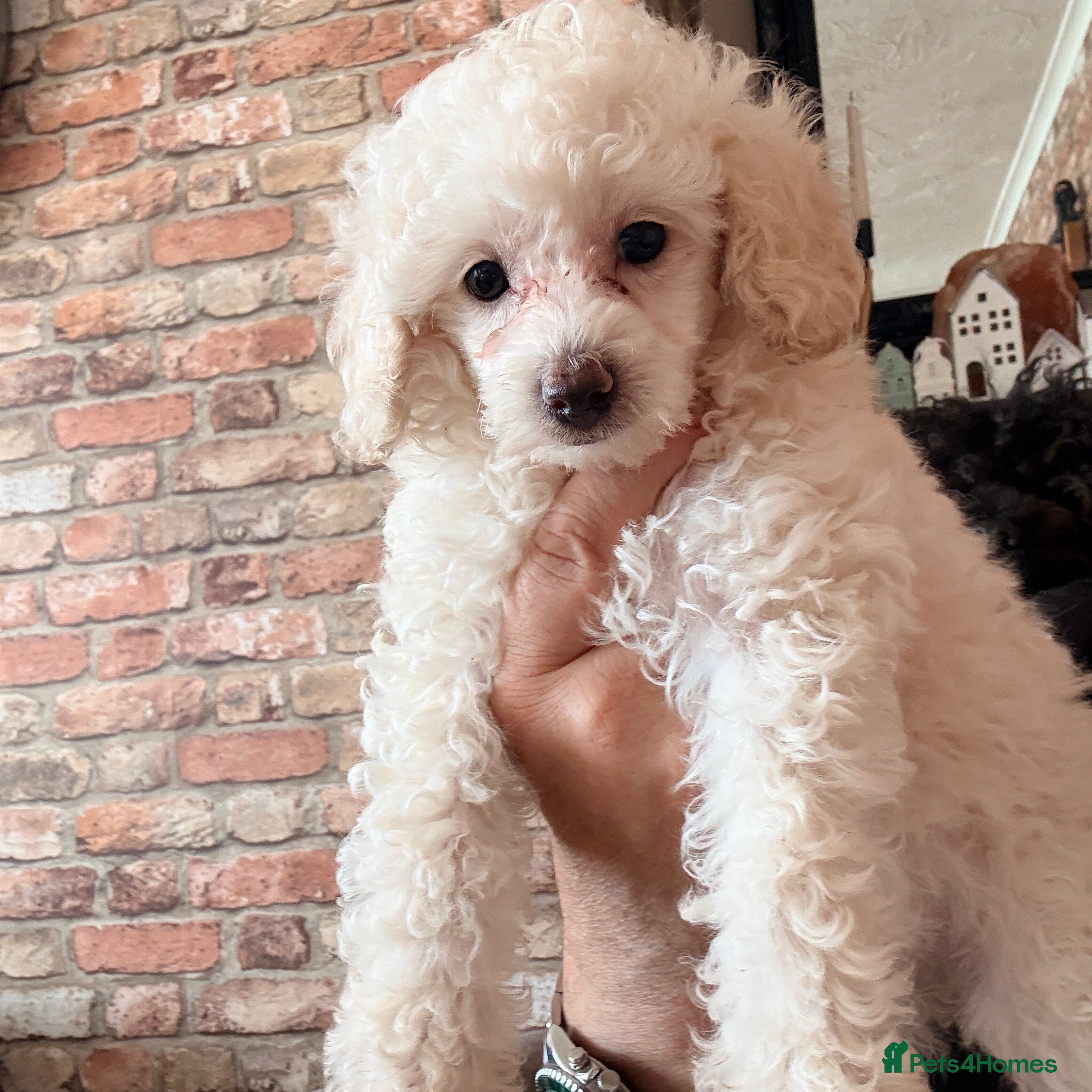 Toy Poodle dogs Toy poodle Puppy - Advert 3