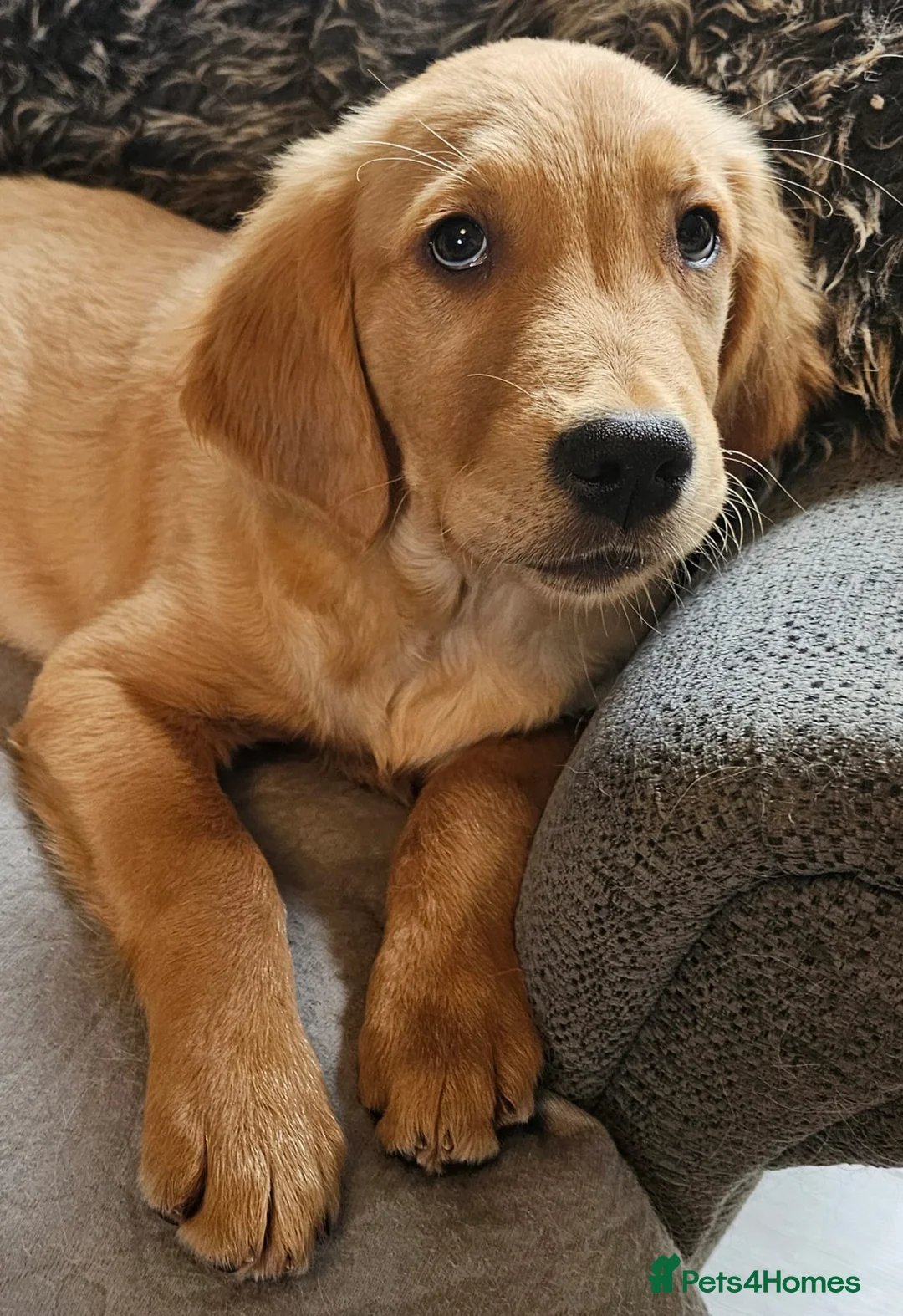 Golden Retriever dogs for sale: Looking for Someone to Love Me - Advert 2