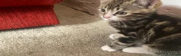 Mixed Breed cats for sale: 2 adorable male kittens ready to find a new home in Manchester - Advert 8
