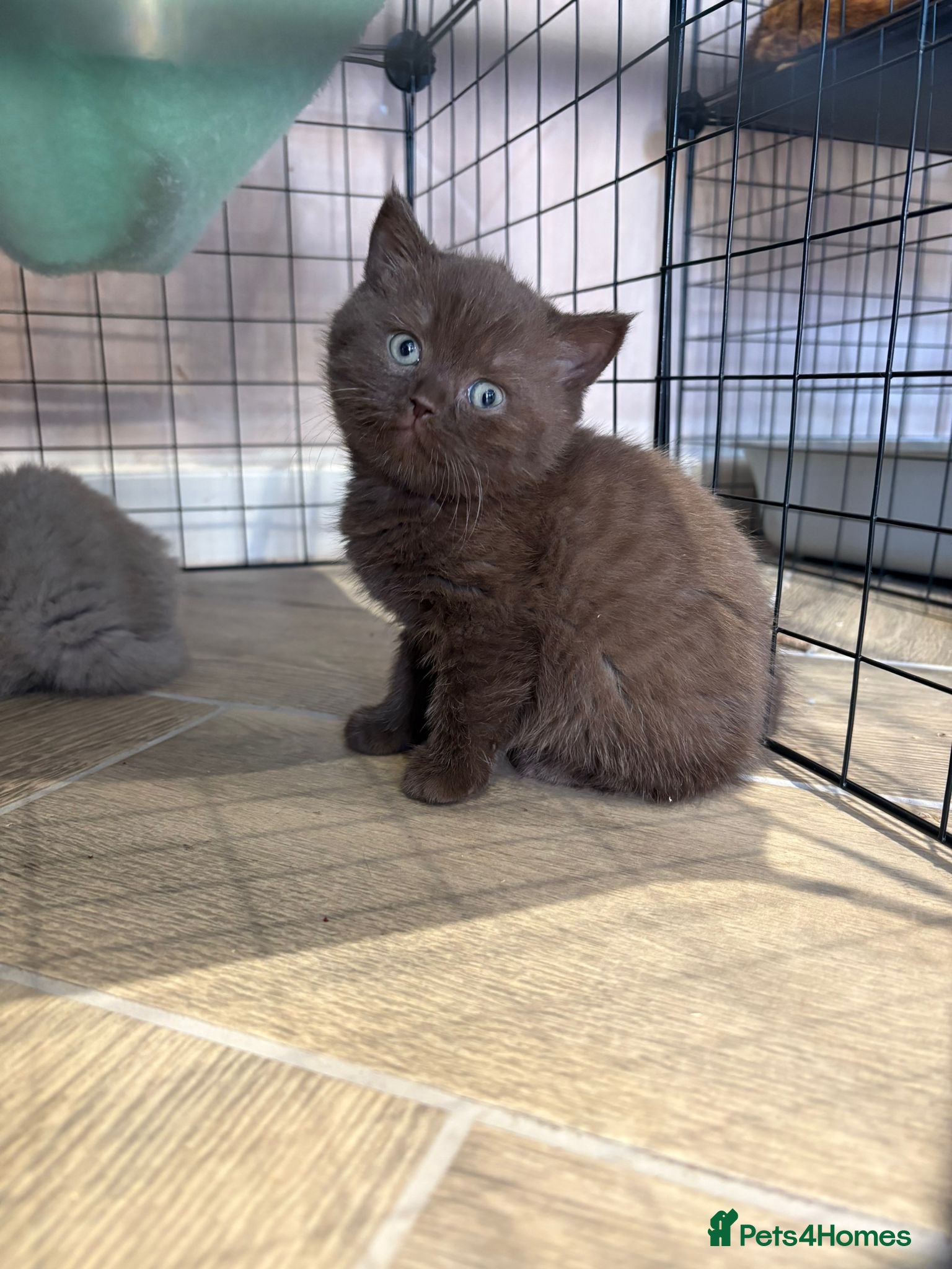 British Shorthair cats choc & lilac kittens  - Advert 2