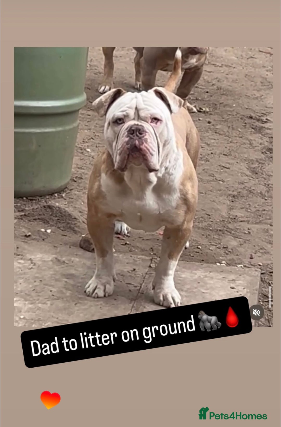 Olde English Bulldogge dogs for sale: 5 stunning olde english bulldogges for sale😍 - Advert 3