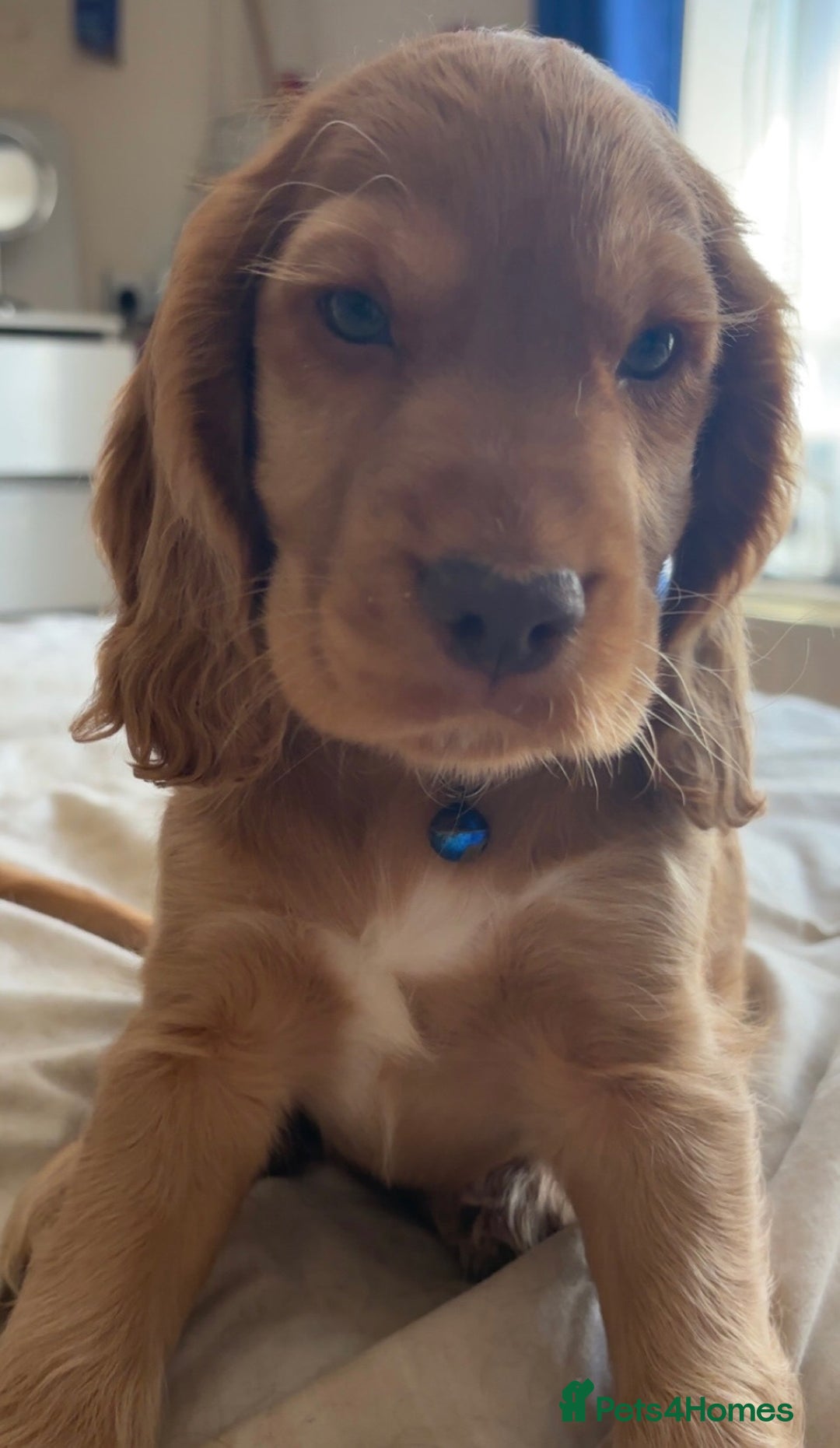 Cocker Spaniel dogs for sale: Gold show cocker pups ready now  - Image 14