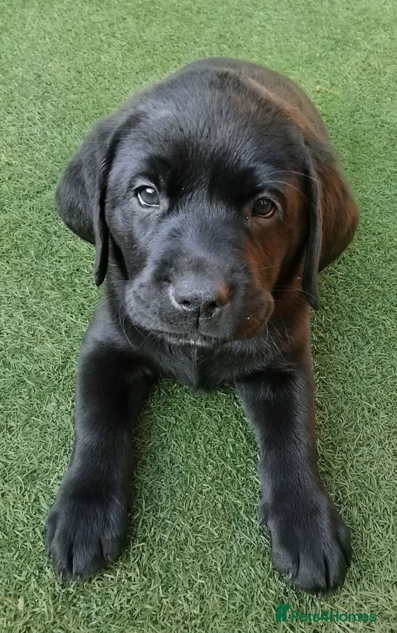 Labrador Retriever dogs  KC Black Labradors – 4 Boys & 2 Girls Available🐶 - Advert 8