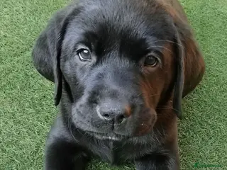 Labrador Retriever dogs KC Black Labradors – 4 Boys & 2 Girls Available🐶 - Advert 8