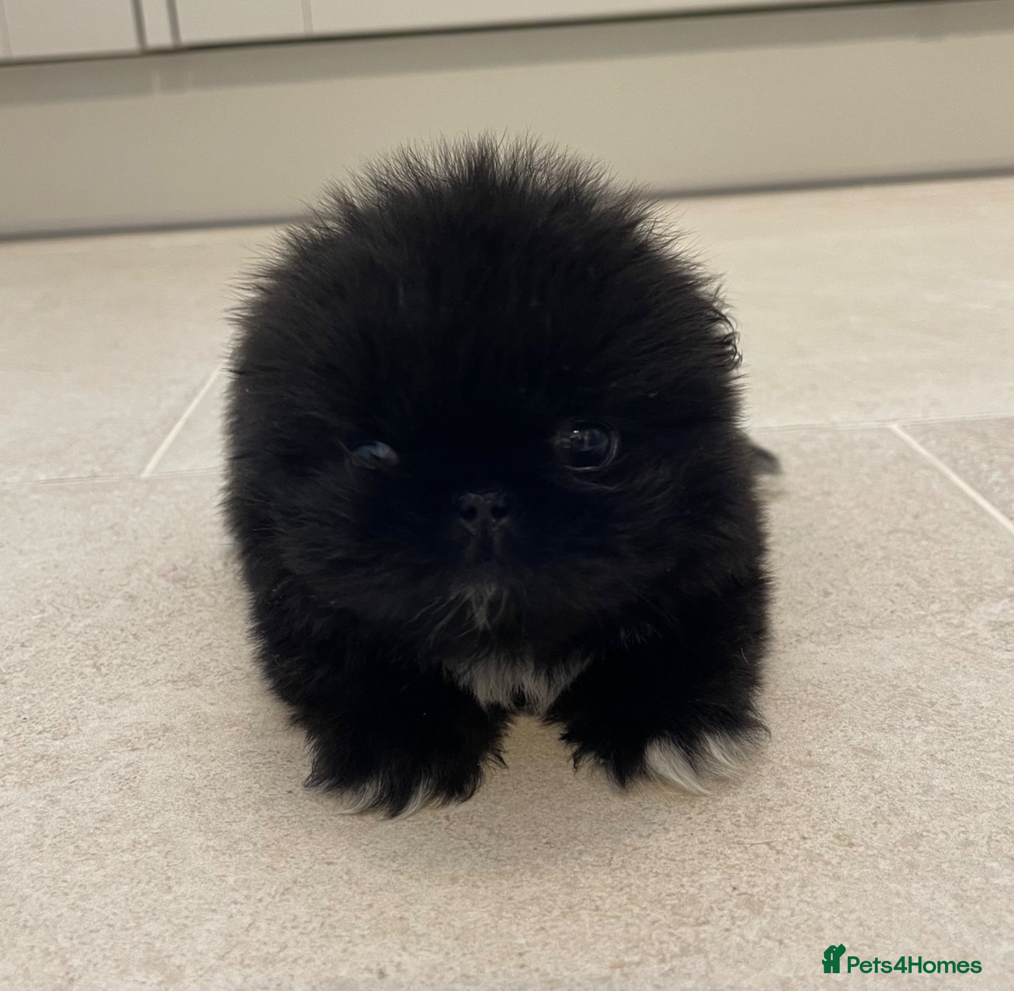 Pekingese dogs 💙Filbert💙 Stunning KC reg Pekingese Puppy - Advert 2