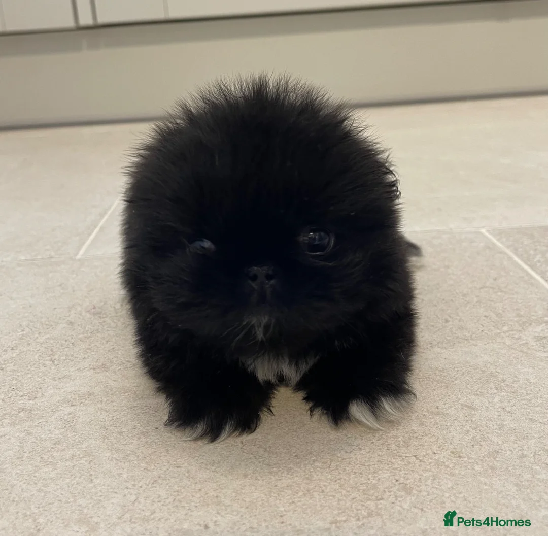 Pekingese dogs for sale: 💙Filbert💙 Stunning KC reg Pekingese Puppy - Advert 2