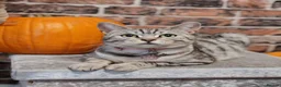 Mixed Breed cats for sale: Bengal mix  - Advert 37