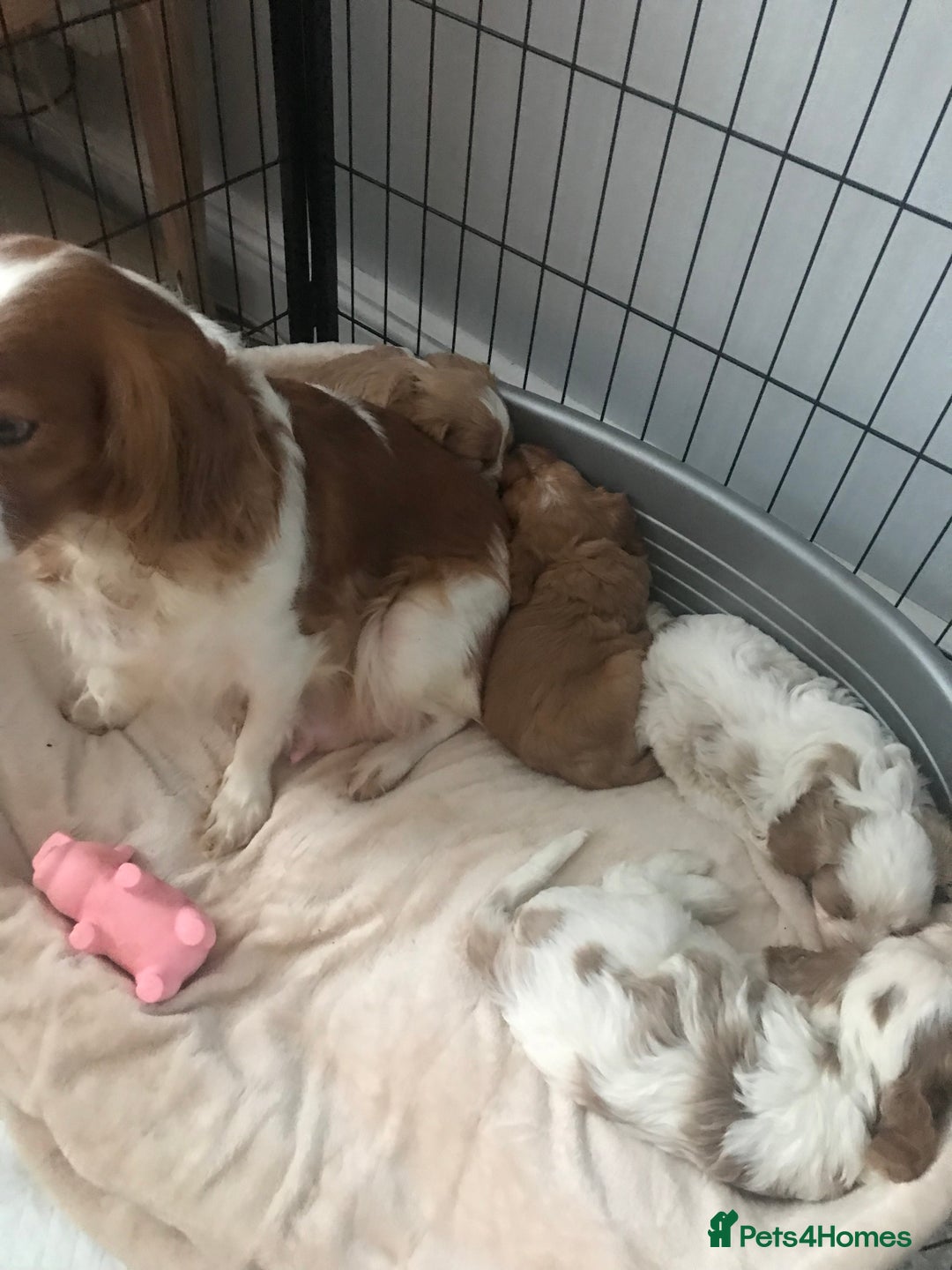 Cavapoo dogs for sale: 🐶🐩ADORABLE MINIATURE CAVAPOOS🐩🐶 - Image 14