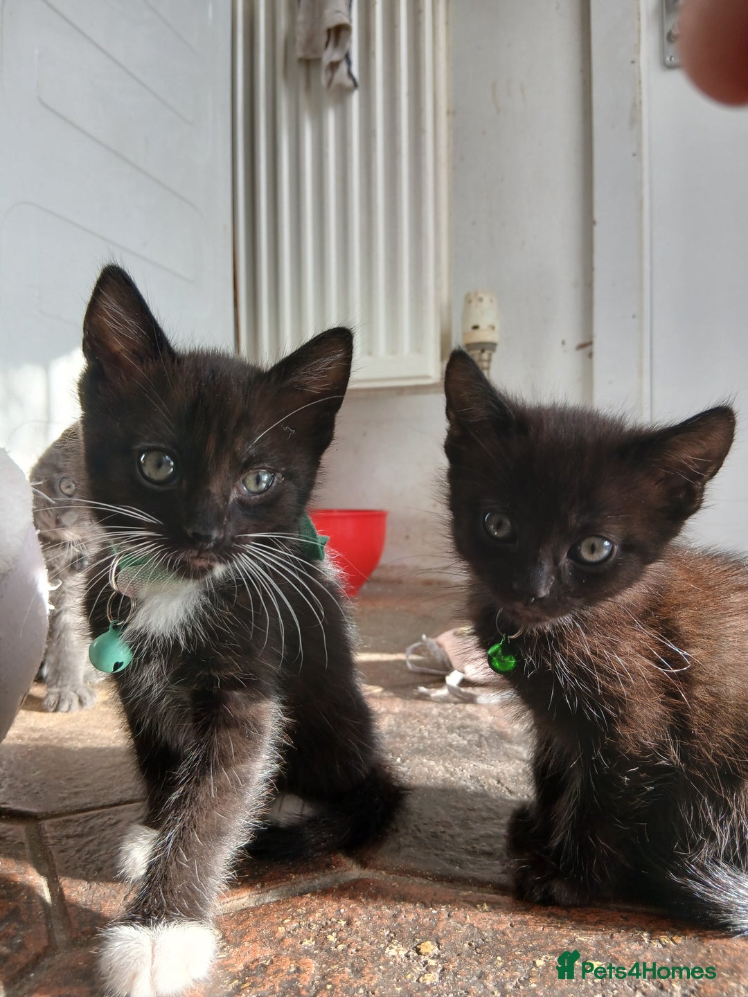 Mixed Breed cats for sale: 6 Kittens looking for new forever homes - Advert 10