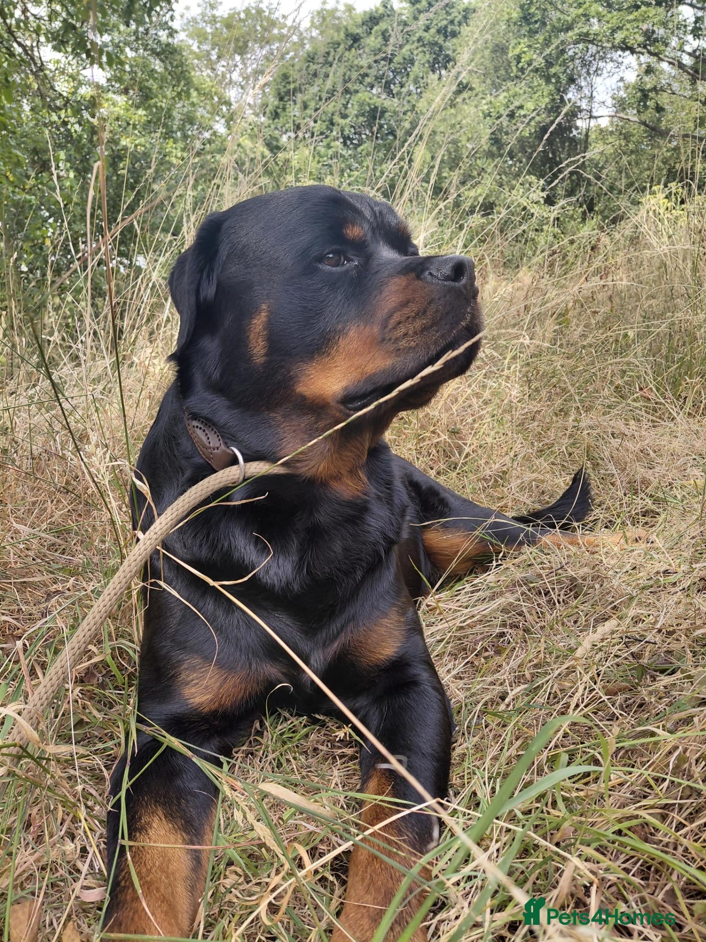 Rottweiler dogs Stunning Male Rottweiler  - Advert 2