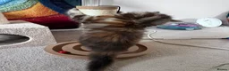 Mixed Breed cats for sale: Amiable mixed breed kttens - Advert 5