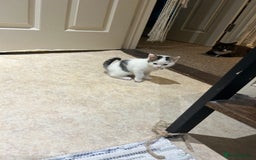 British Shorthair cats for sale: 3 beautiful boys and 1 girl - Image 3