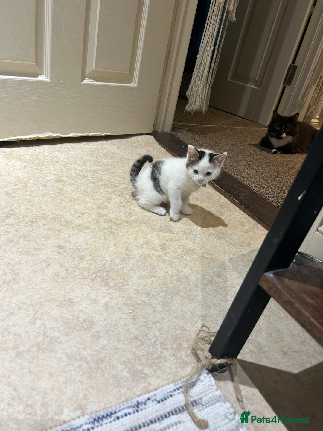 British Shorthair cats for sale: 3 beautiful boys and 1 girl - Image 3