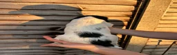 English Springer Spaniel dogs for sale: Male FTCh Sired ESS Puppy ready for forever homes - Advert 28