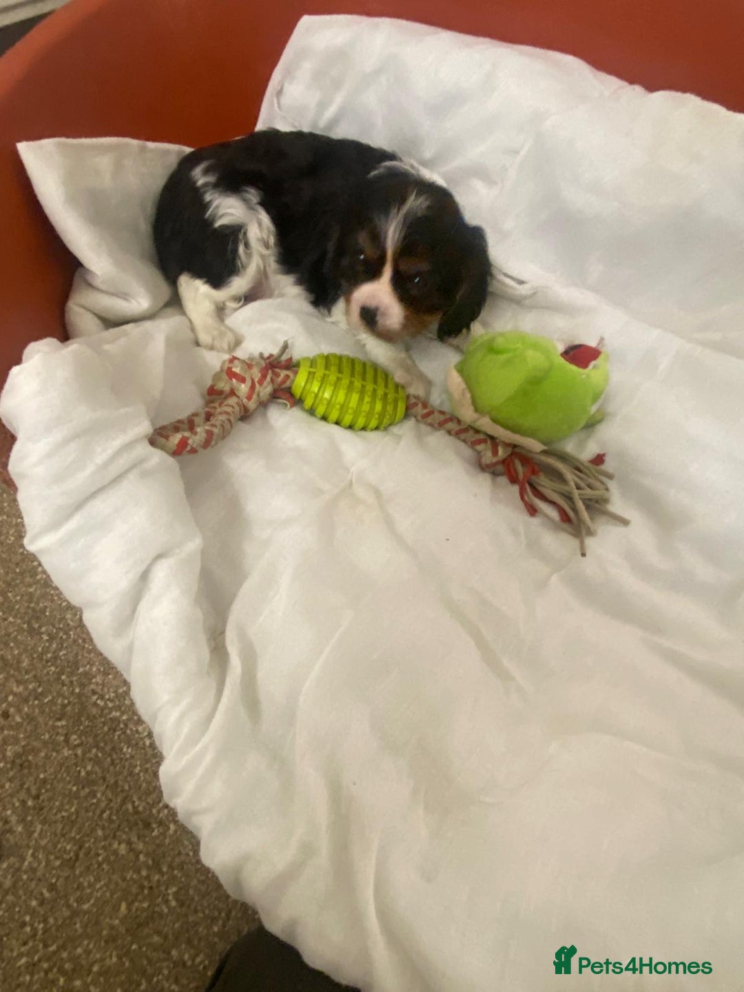 Cavalier King Charles Spaniel dogs for sale: Cavalier Puppies - Advert 4