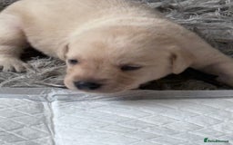 Labrador Retriever dogs for sale: Labrador pups - Image 17