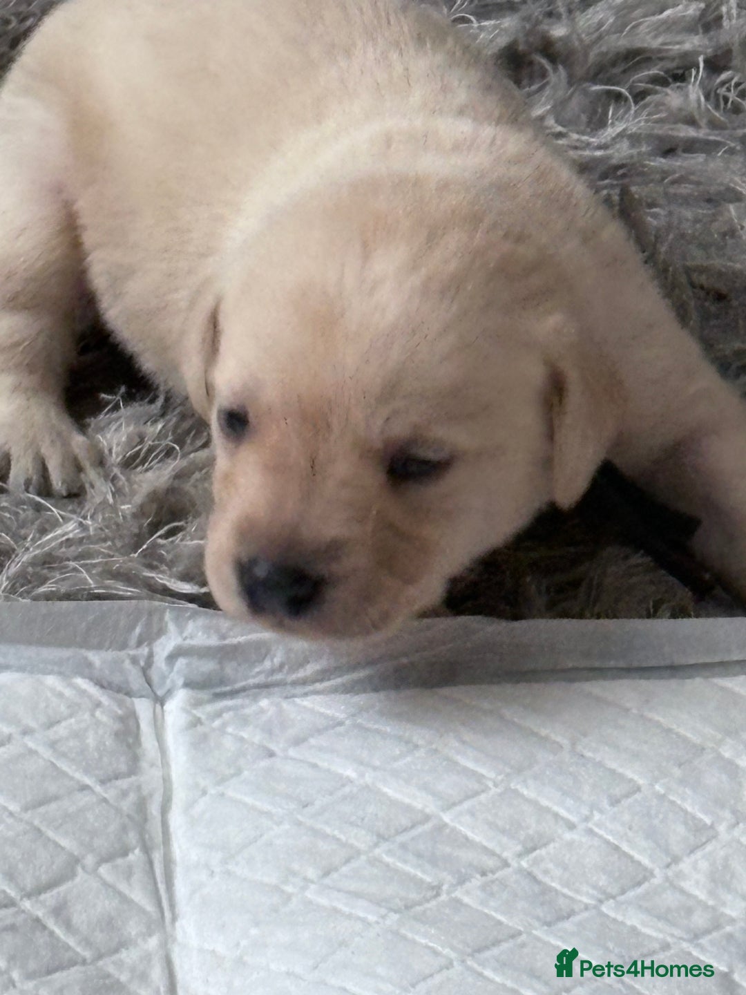 Labrador Retriever dogs for sale: Labrador pups - Image 17