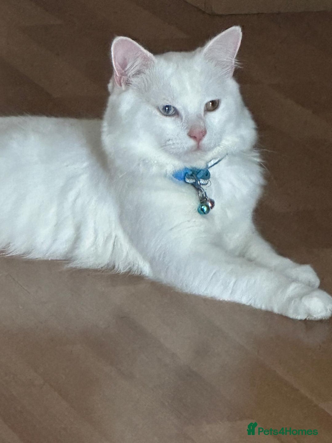 Turkish Angora cats for sale: Turkish angora male cat pure white - Advert 3