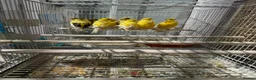 Finches birds for sale: Finches and canary for sale  - Advert 1