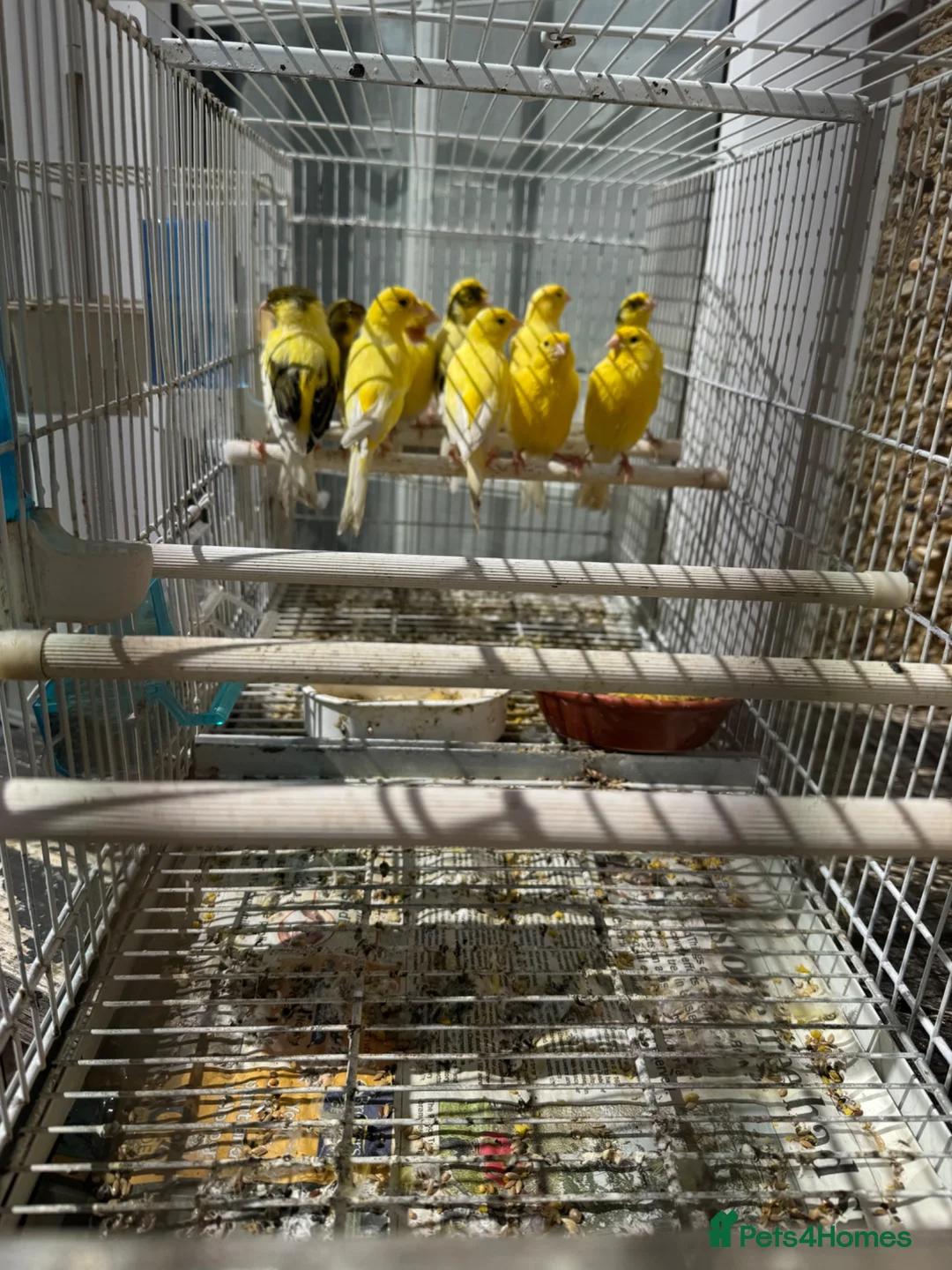 Finches birds for sale: Finches and canary for sale  - Advert 1