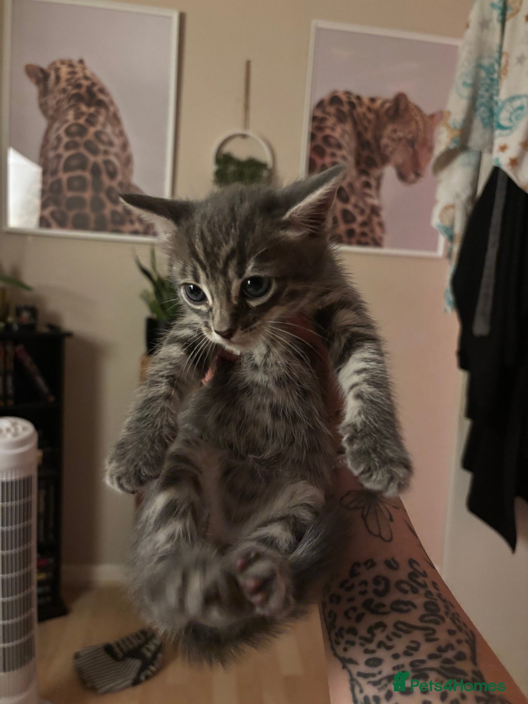 Bengal cats for sale: Half breed Bengal kittens for sale🐆 - Image 8
