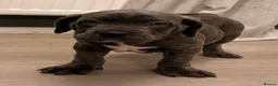 Cane Corso dogs for sale: Brutus(X-Man) World Winner line Cane Corso Puppies - Advert 34