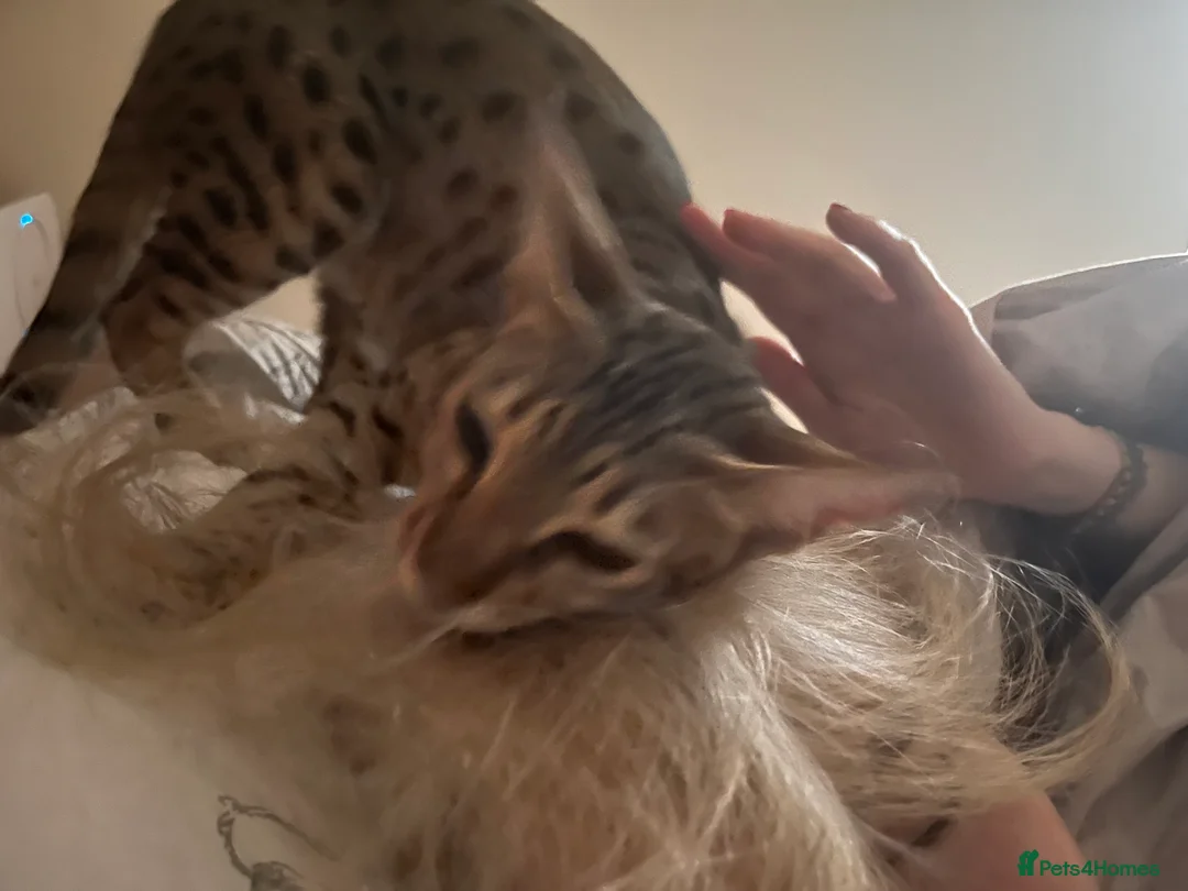 Savannah cats for sale: Savannah Cat, Female, 3 Years Old, F6, Indoor Cat - Advert 3
