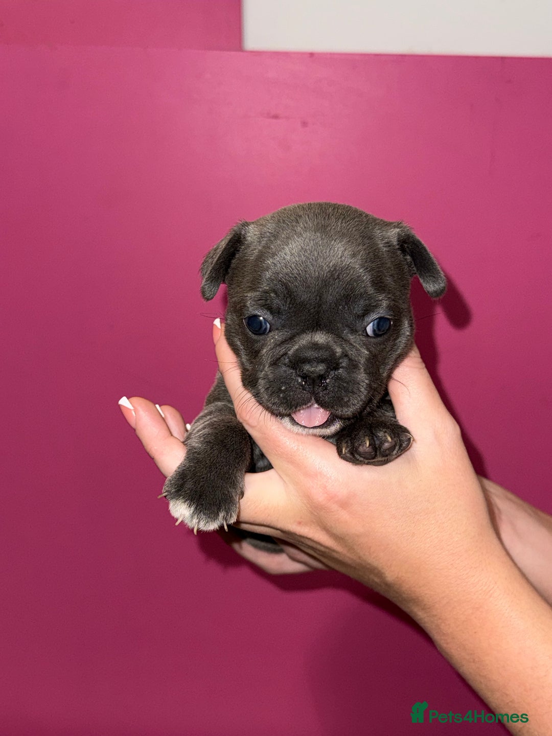 French Bulldog dogs for sale: 5 female French Bulldog –9 weeks old💙 🐾 - Advert 33