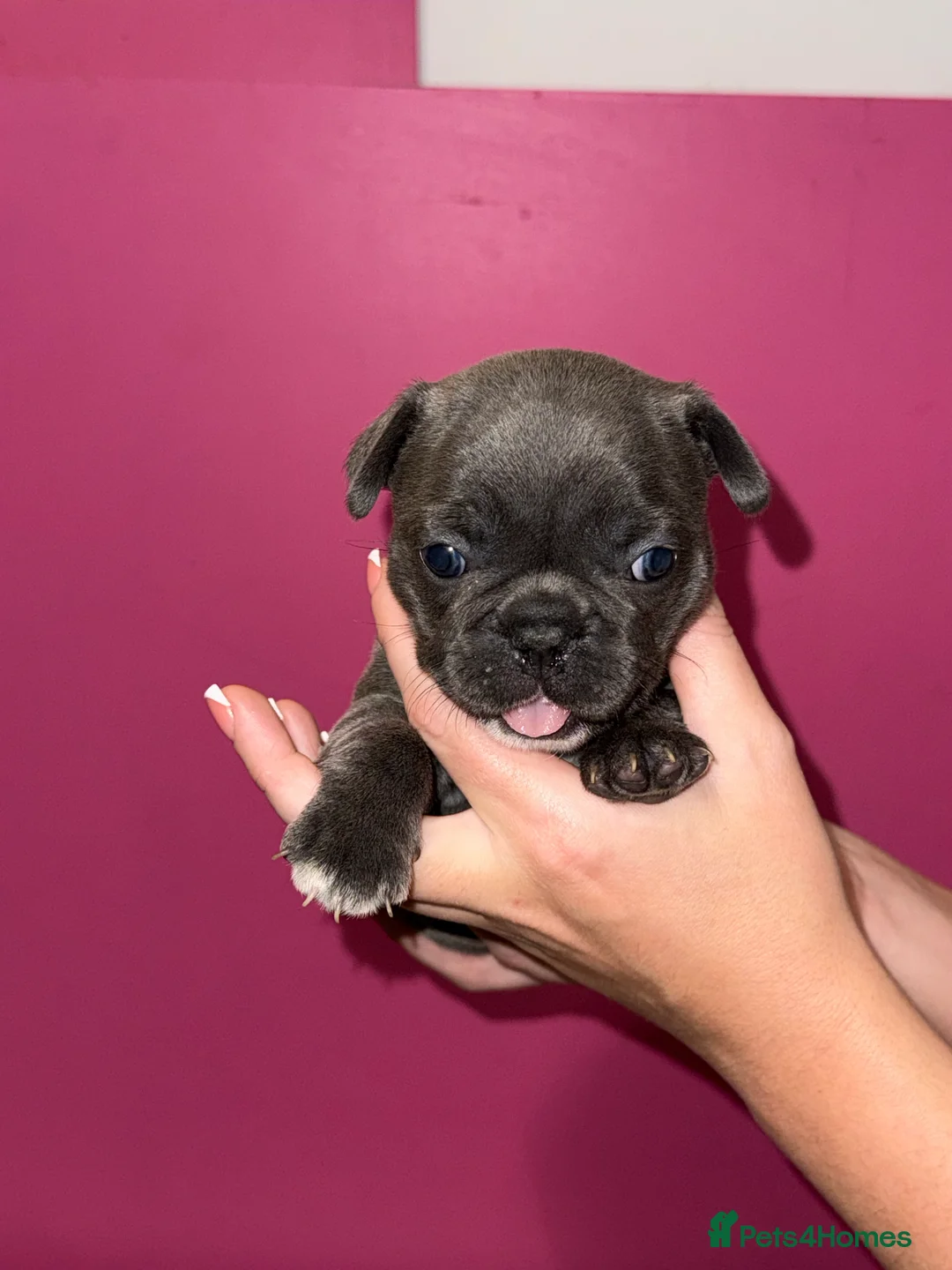 French Bulldog dogs for sale: 2 female French Bulldog –14 weeks old💙 🐾 - Advert 25