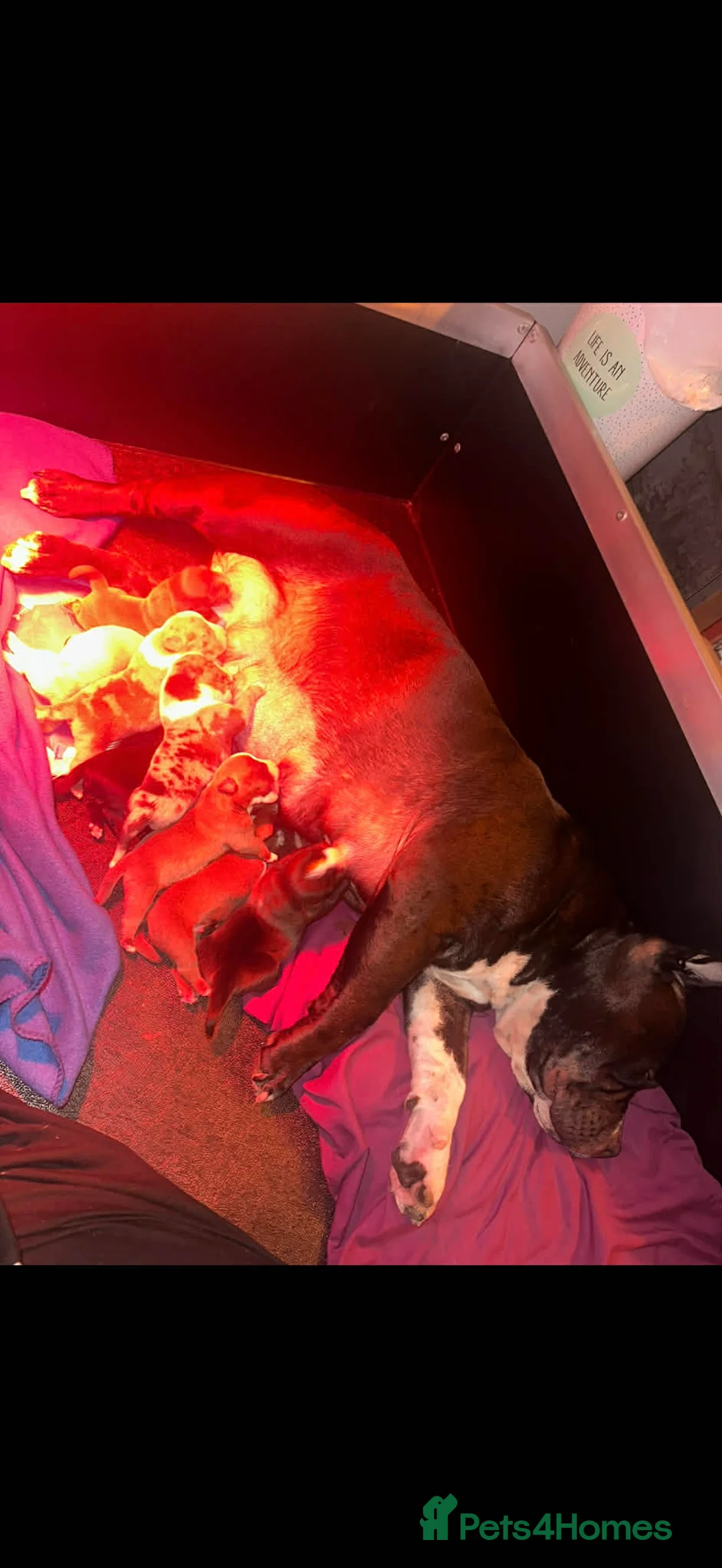 American Bully dogs for sale: American Pocket Bullys Female  in Ashford - Advert 7
