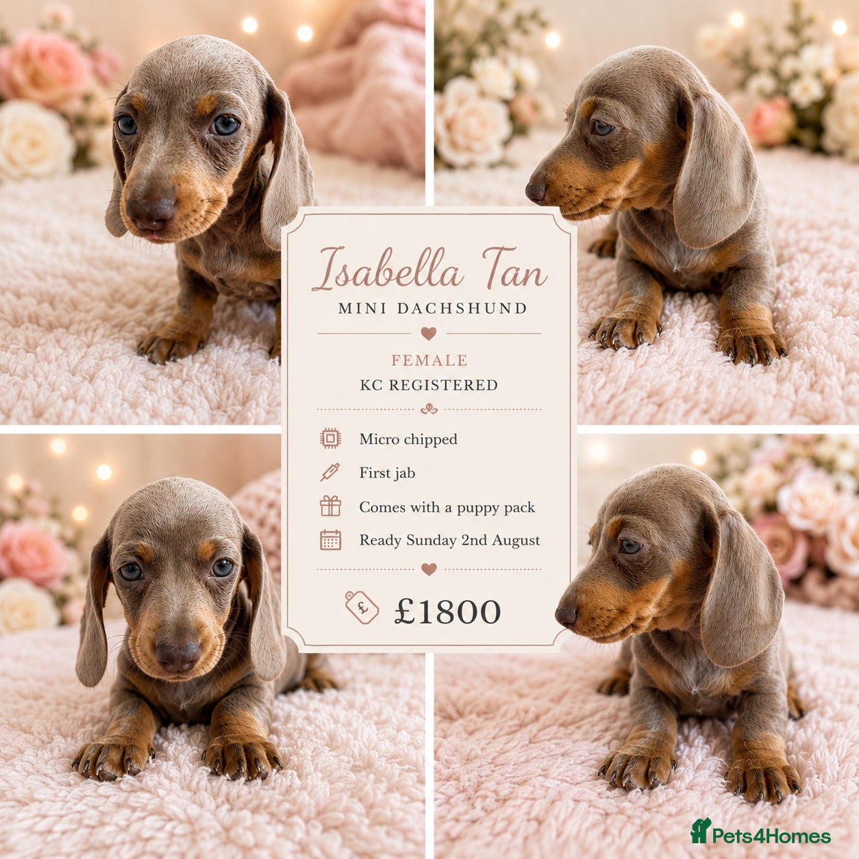 Miniature Dachshund dogs READY NOW! KC Miniature Dachshund Female - Advert 5