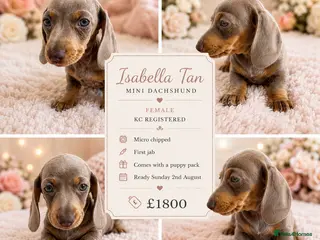 Miniature Dachshund dogs READY NOW! KC Miniature Dachshund Female - Advert 5