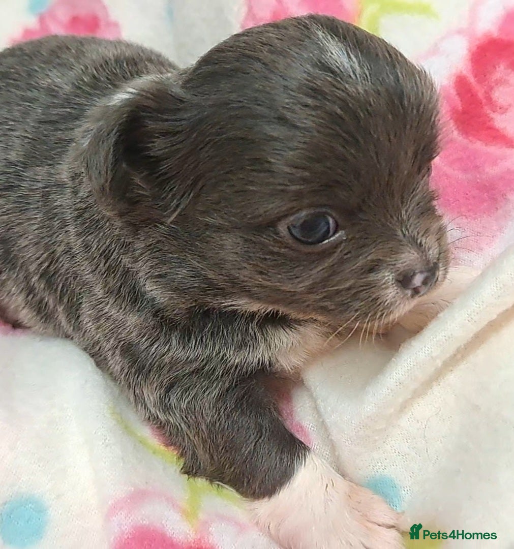 Chihuahua dogs Long Coat Chihuahua puppies for sale - Advert 2