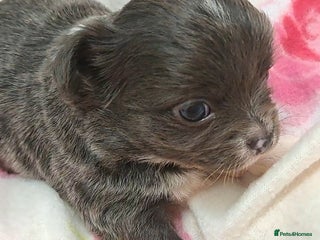 Chihuahua dogs Long Coat Chihuahua puppies for sale - Advert 2