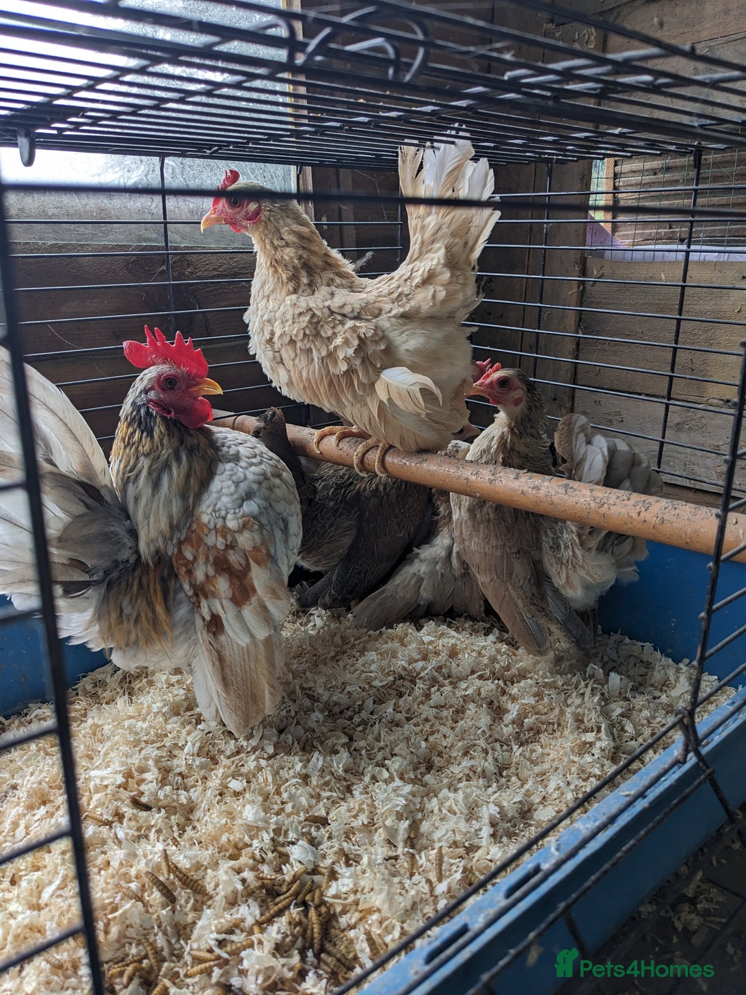 Chickens poultry for sale: Tiny Seramas Bantams,Adults & Youngsters. - Image 20