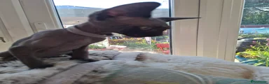 Sphynx 2
