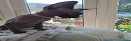 Sphynx cats for sale: Sphynx kittens READY NOW - Advert 5