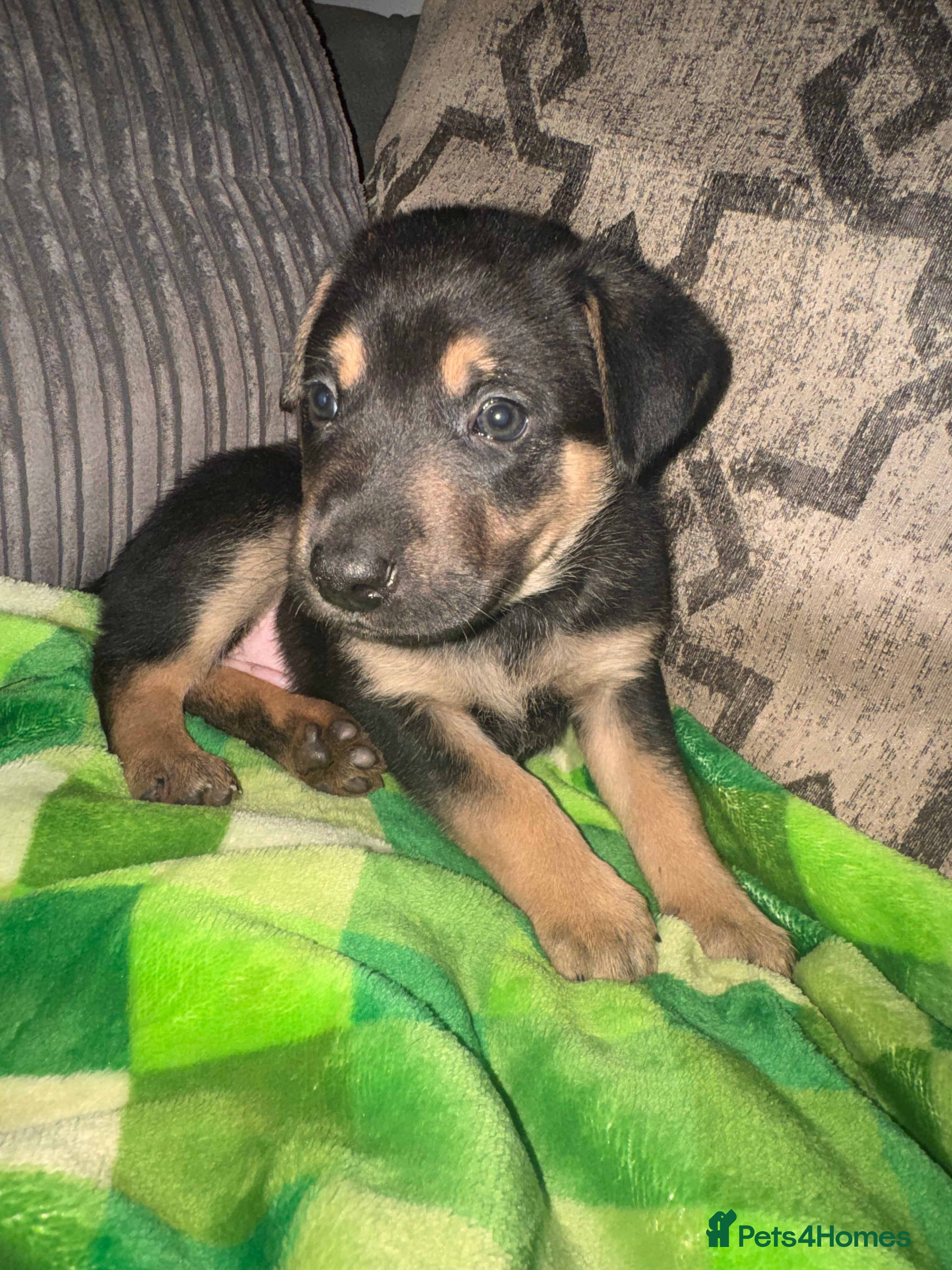 Mixed Breed dogs Staffy x belgian malinois  - Advert 4