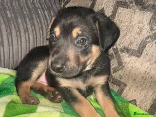 Mixed Breed dogs Staffy x belgian malinois - Advert 4