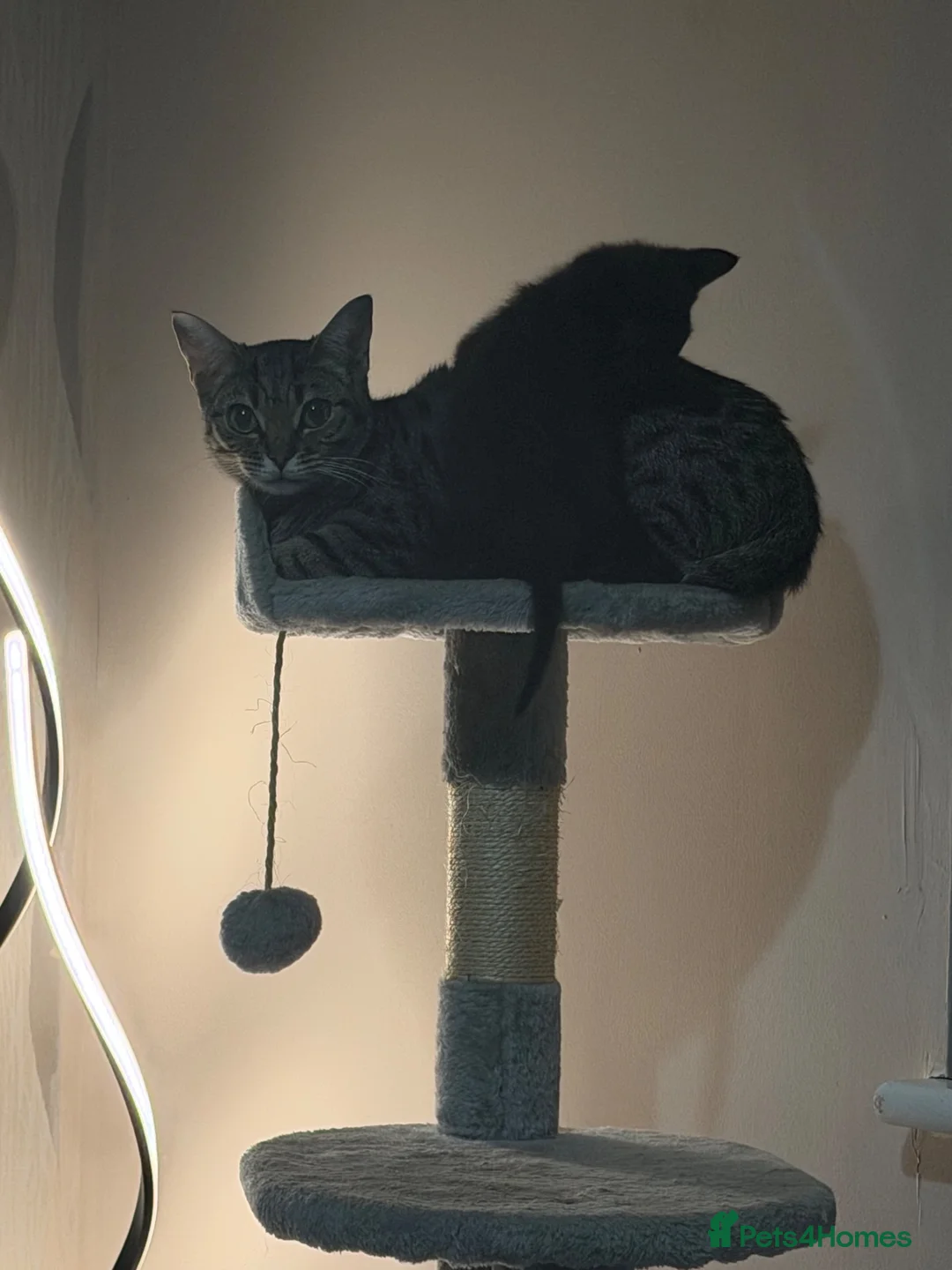 Mixed Breed cats for sale: Beautiful kitten🩷 - Advert 2