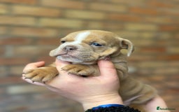 Mixed Breed dogs for sale: Bulldog de Bordeaux  - Image 23