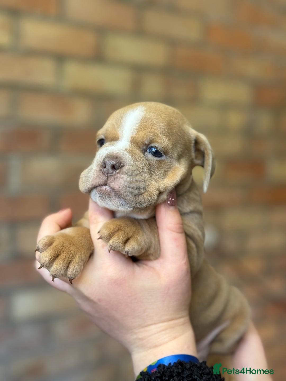 Mixed Breed dogs for sale: Bulldog de Bordeaux  - Image 23