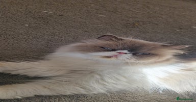 Persian cats - Advert 4