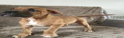 Mixed Breed dogs for sale: LAST ONE Mastiff Bordeaux Puppies  - Advert 7